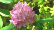 PICTURES/Endless Wall Trail - New River Gorge/t_Rhododendron & Butterfly1.JPG